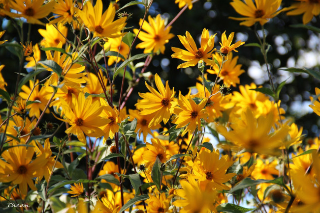 Обои картинки фото цветы, рудбекия, желтый