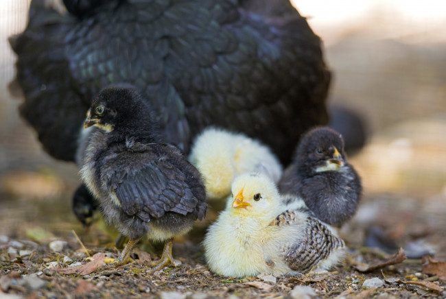 Обои картинки фото животные, куры, петухи, цыплята