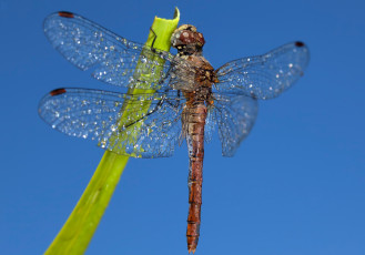 Картинка животные стрекозы крылья стрекоза насекомое небо