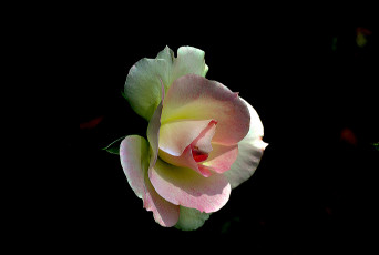 Картинка цветы розы бутон роза