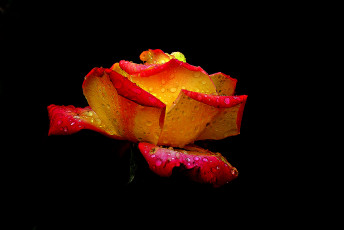 Картинка цветы розы бутон роза