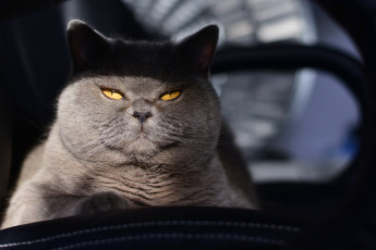 Картинка животные коты котяра кошак кот фон котэ взгляд