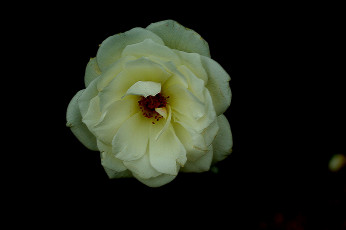 Картинка цветы розы бутон роза