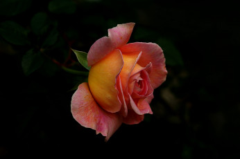 Картинка цветы розы бутон роза