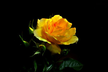 Картинка цветы розы бутон роза