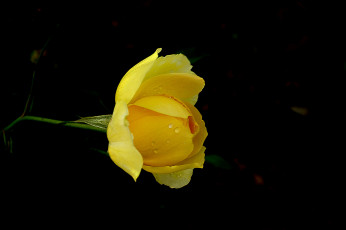 Картинка цветы розы бутон роза