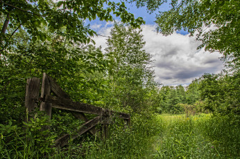 Картинка природа лес трава заросли