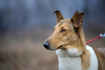 Картинка животные собаки внимание взгляд поводок собака