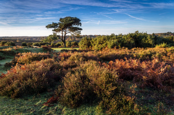 Картинка природа пейзажи дерево кустарник равнина