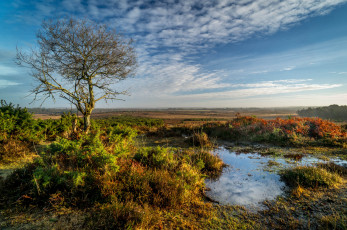 Картинка природа пейзажи лужа дерево равнина трава