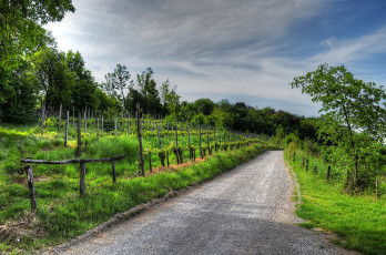 Картинка природа дороги растительность дорога