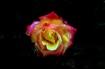 Картинка цветы розы бутон роза