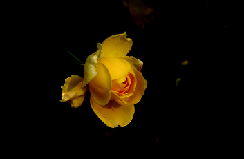 Картинка цветы розы бутон роза