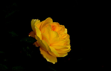 Картинка цветы розы бутон роза