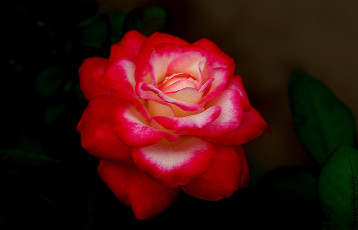 Картинка цветы розы роза бутон