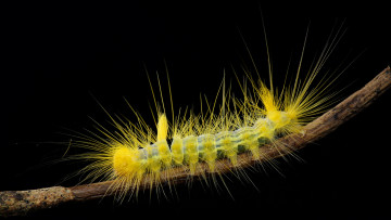 Картинка животные гусеницы природа гусеница фон насекомое ветка