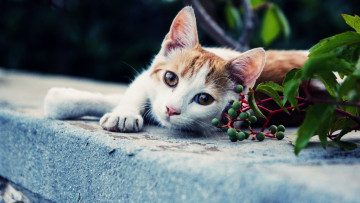 Картинка животные коты кот фон взгляд лапка кошак котяра