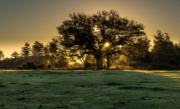 Картинка природа деревья дерево свет поле