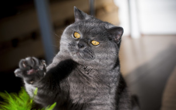 Картинка животные коты лапка взгляд котяра кошак кот