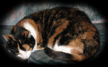 Картинка животные коты лежит кот