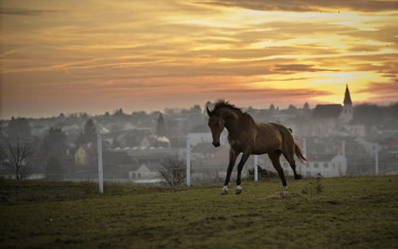 Картинка животные лошади закат лошадь