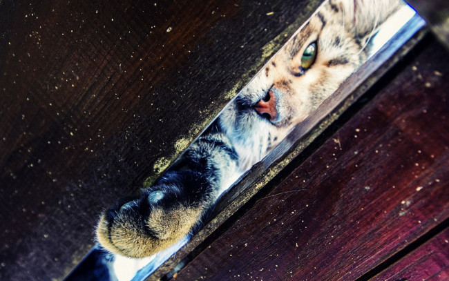 Обои картинки фото животные, коты, фон, щель, лапка