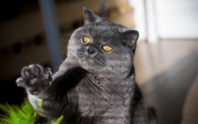 Обои картинки фото животные, коты, лапка, взгляд, котяра, кошак, кот