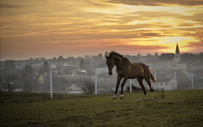 Обои картинки фото животные, лошади, закат, лошадь