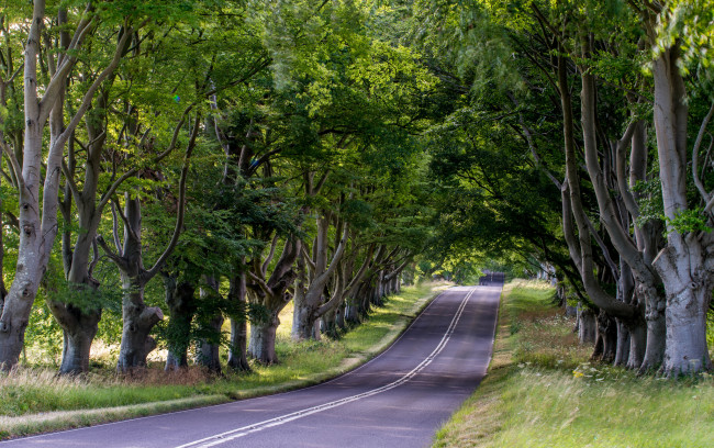 Обои картинки фото природа, дороги, деревья, шоссе, аллея