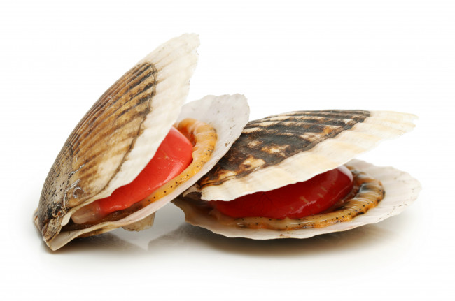 Обои картинки фото еда, рыба,  морепродукты,  суши,  роллы, ракушка, мидии, морепродукты