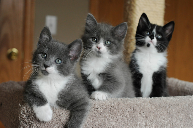 Обои картинки фото животные, коты, мордашки, глазки, котята, милые