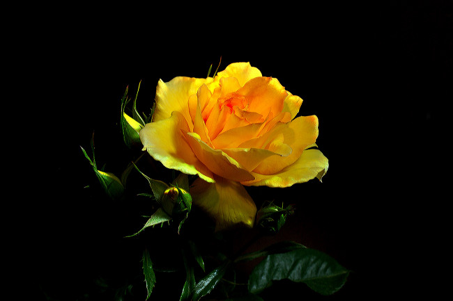 Обои картинки фото цветы, розы, бутон, роза