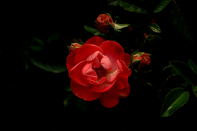 Обои картинки фото цветы, розы, бутон, роза