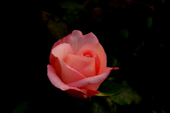 Обои картинки фото цветы, розы, роза, бутон