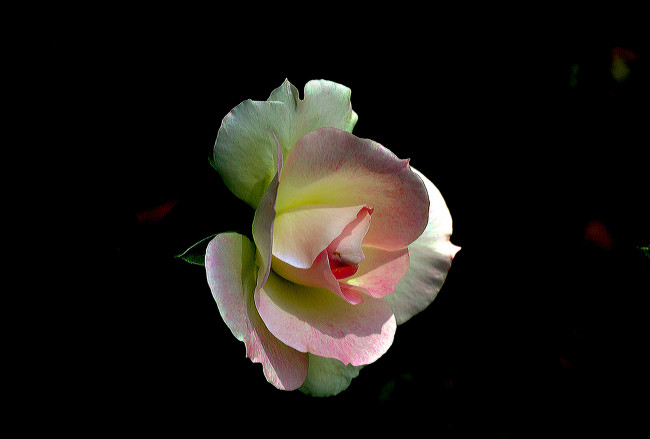 Обои картинки фото цветы, розы, бутон, роза