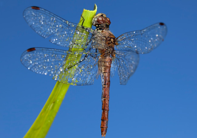 Обои картинки фото животные, стрекозы, крылья, стрекоза, насекомое, небо