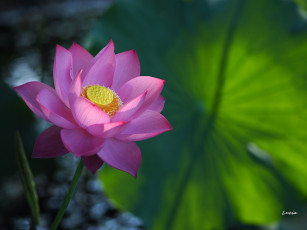 Картинка цветы лотосы лотос