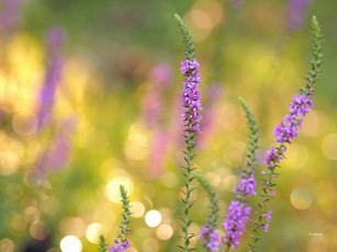 Картинка цветы луговые+ полевые +цветы фон