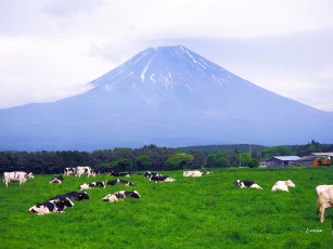 Картинка животные коровы +буйволы стадо луг гора