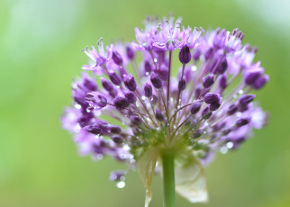 Картинка цветы аллиум+ декоративный+лук аллиум