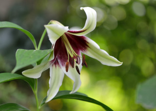 Картинка цветы лилии +лилейники лилиия