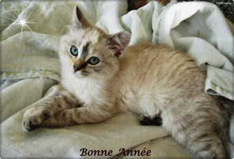 Картинка животные коты взгляд мордочка малыш котёнок