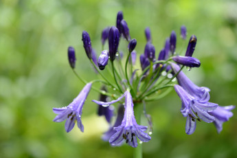 обоя цветы, агапантус , африканская лилия, роса, agapanthus