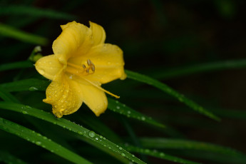 Картинка цветы лилии +лилейники роса жёлтый