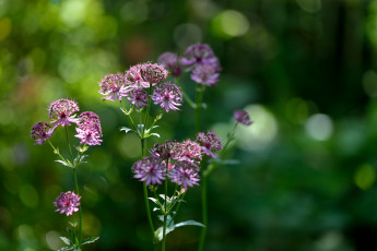 Картинка цветы зелёный фон макро