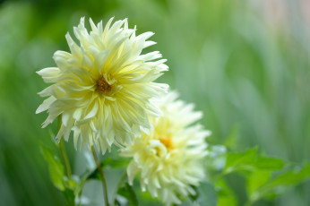 Картинка цветы георгины