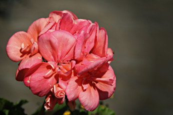 Картинка цветы герань