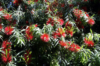 обоя цветы, каллистемон, пушистый