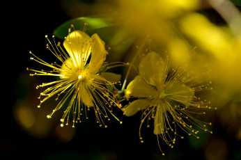 Картинка цветы луговые+ полевые +цветы зверобой