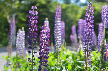 Картинка цветы люпин